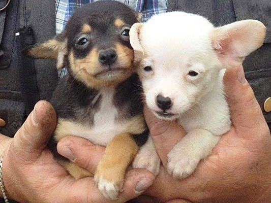 bro Brace drøm Kleine Hunde in Not: Wiener Kampagne gegen illegalen Welpenhandel - Tiere  national - VIENNA.AT