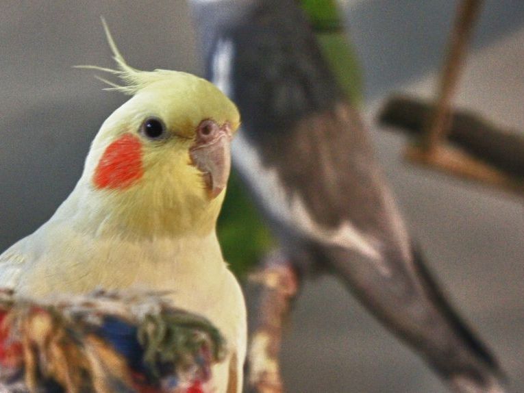 Pin Von Karin Aus Wien Auf Vogelarten Hubsche Vogel Vogel Fotos Susse Tiere