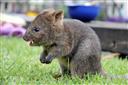 Familie Känguru Quokka Kurzschwanz Australien: sehr niedlich 