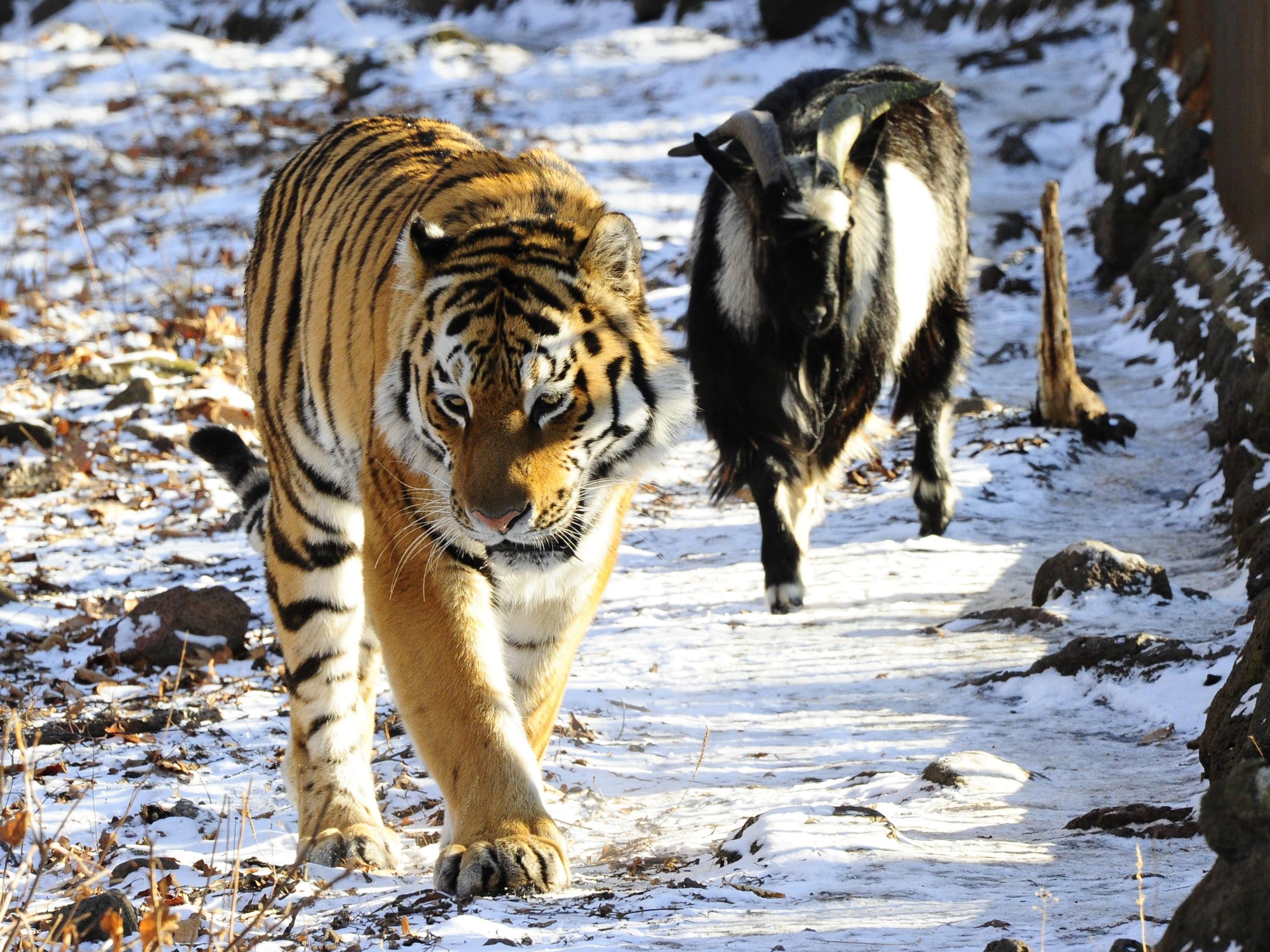 Включи тигриные истории. Тигр и козёл в Приморском зоопарке.