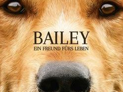 Bailey Ein Freund Furs Leben Trailer Und Kritik Zum Film