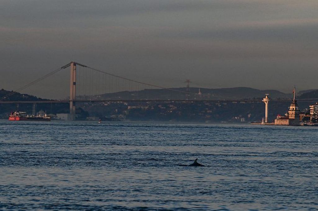 Delfine am Bosporus © APA/AFP