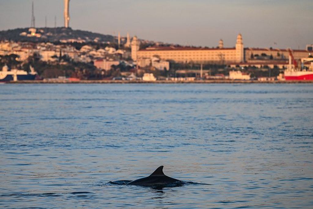Delfine am Bosporus © APA/AFP