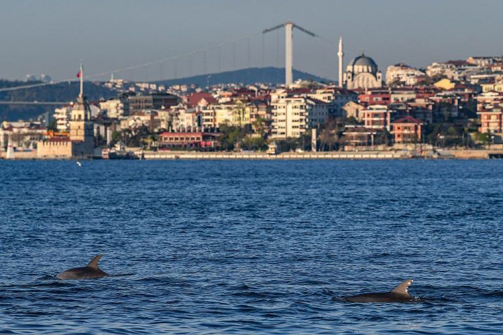 Delfine am Bosporus © APA/AFP