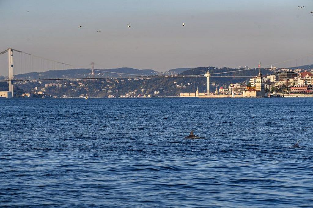 Delfine am Bosporus © APA/AFP