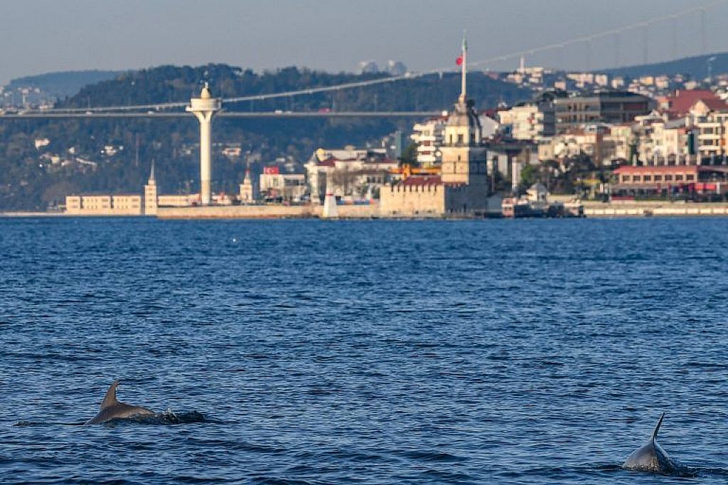 Delfine am Bosporus © APA/AFP