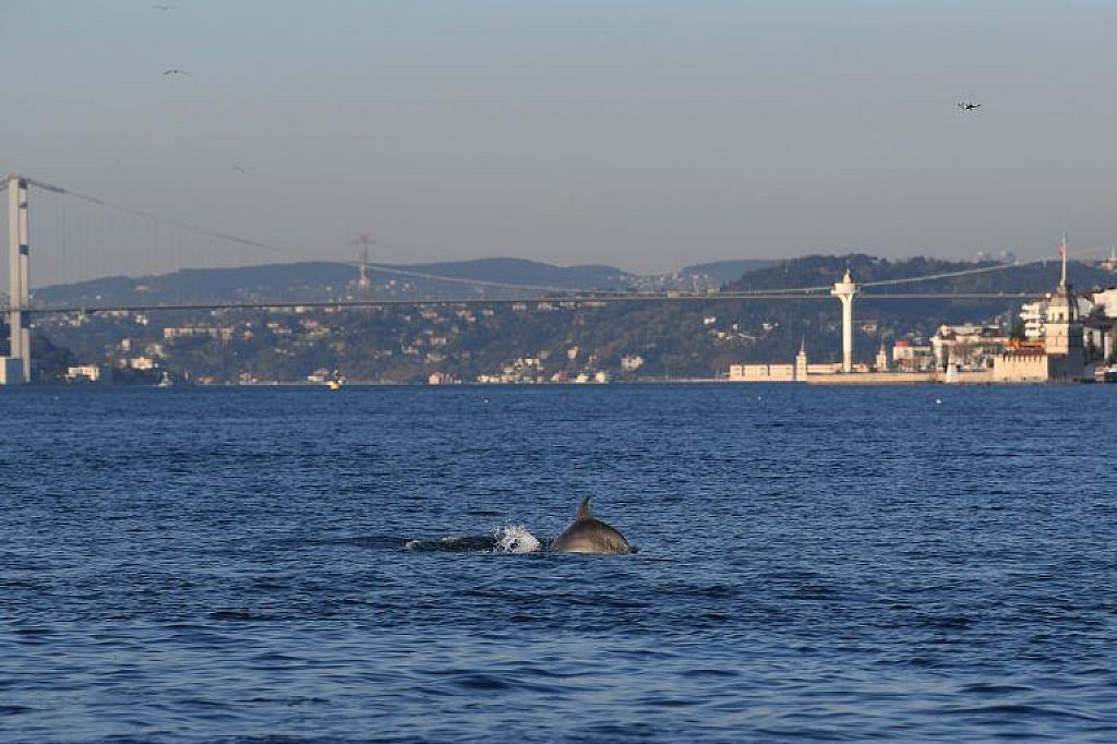 Delfine am Bosporus © APA/AFP
