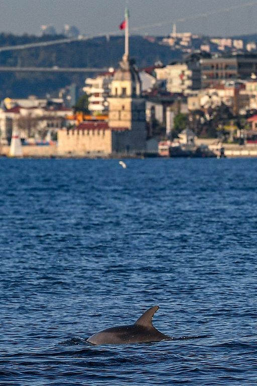 Delfine am Bosporus © APA/AFP