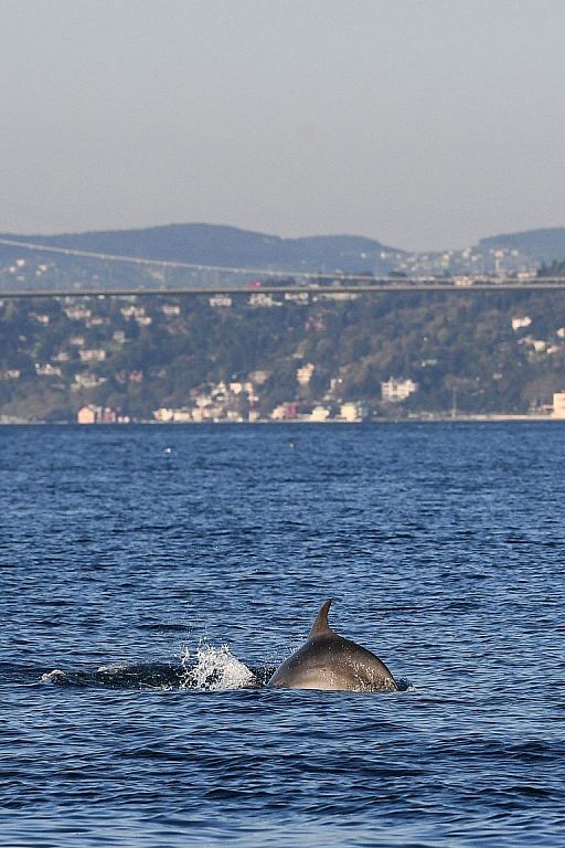 Delfine am Bosporus © APA/AFP