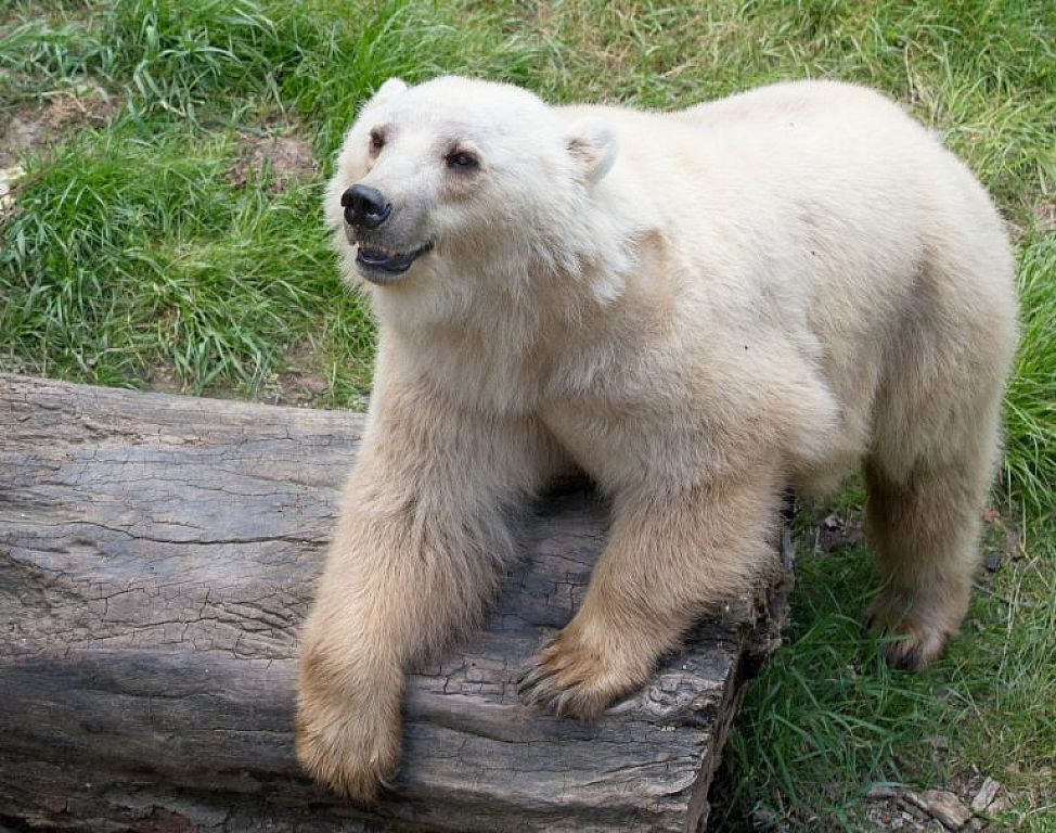 © APA/DPA/FRISO GENTSCH