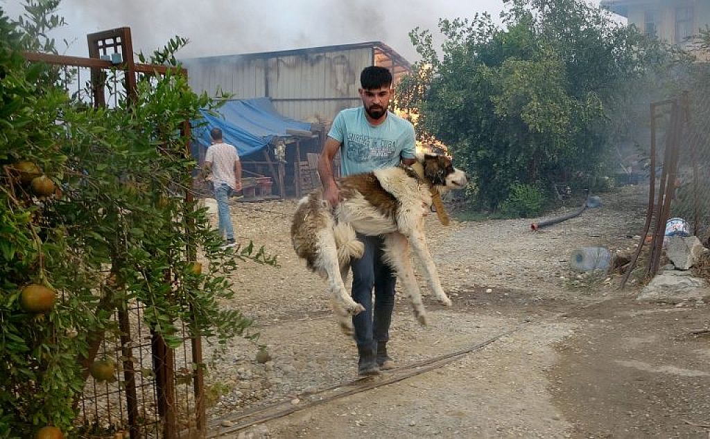 Waldbrände in der Türkei  © APA