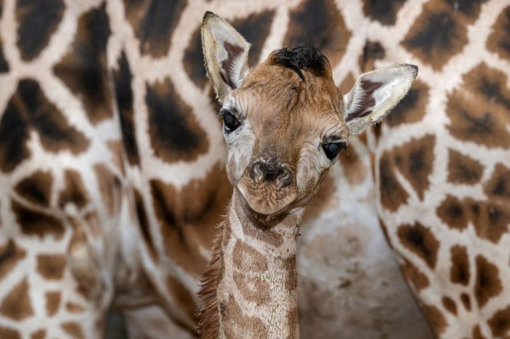 © APA/ZOO SCHMIDING / PETER STERNS