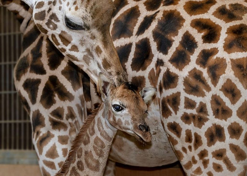 © APA/ZOO SCHMIDING / PETER STERNS