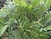 Cannabis Pflanze &copy APA