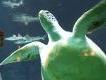 Schildkröte im Haus des Meeres / &copy APA
