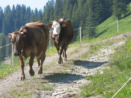 Kühe auf der Alpe Mörzel Kühe auf der Alpe Mörzel