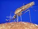 Anopheles-Mücke Anopheles-Mücke