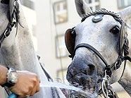Kutscher tränkt ein Pferd am Stephansplatz Kutscher tränkt ein Pferd am Stephansplatz