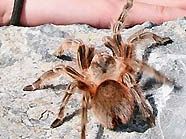 Spinne Sissi in Aktion Spinne Sissi in Aktion