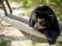 Schönbrunner Brillenbär spazierte durch Tiergarten Schönbrunner Brillenbär spazierte durch Tiergarten