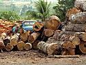 Entwaldung soll bis 2020 gestoppt werden