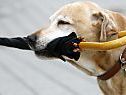 Hunde sind die beste Alarmanlage Hunde sind die beste Alarmanlage