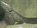 Riesenamphibie gehört zu den bedrohten Arten Riesenamphibie gehört zu den bedrohten Arten