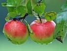 Bei der 23. Jahreshauptversammlung des Obst- und Gartenbauvereins Schruns Tschagguns wird ein Lichtbildervortrag zum 1. Gartentag im Ländle gezeigt. Bei der 23. Jahreshauptversammlung des Obst- und Gartenbauvereins Schruns Tschagguns wird ein Lichtbildervortrag zum 1. Gartentag im Ländle gezeigt.