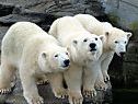 Die Babys wiegen bereits 250 Kilogramm Die Babys wiegen bereits 250 Kilogramm