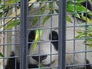 Fu Long trainiert in Schönbrunn für die lange Reise