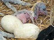 Das Neujahrsbaby im Tiergarten: EIn kleiner Marabu Das Neujahrsbaby im Tiergarten: EIn kleiner Marabu