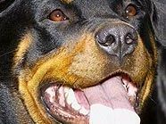 Für Rottweiler wird laut vorläufiger Liste ein "Hundeführschein" nötig