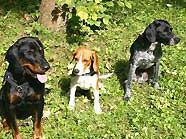 Andor, Jolly und Jackson Andor, Jolly und Jackson