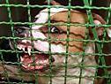 Geführliche Hunderassen sollen verboten werden