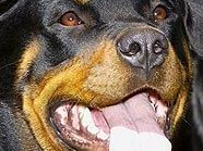 Rottweiler: Kampfhund oder nicht Kampfhund? Rottweiler: Kampfhund oder nicht Kampfhund?