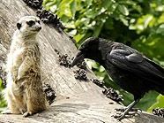 Eine Krähe und ein anderer Zoobewohner. Eine Krähe und ein anderer Zoobewohner.
