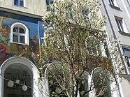 In der Kärntnerstraße blühen erstmals Magnolien