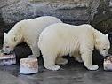 Eisbären wurden im Zoo Schönbrunn geboren