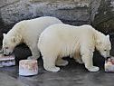 Eisbären wurden im Zoo Schönbrunn geboren Eisbären wurden im Zoo Schönbrunn geboren