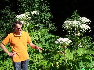 Riesenbärenklau führt zu Hautveränderungen und Blasenbildung. (Quelle: www.sicheregemeinden.at)