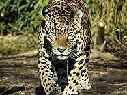 Auf den Spuren des Jaguars Auf den Spuren des Jaguars