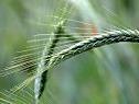 Beim Weizen drohen Qualitätsprobleme