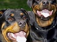 Rottweiler stehen auf der Wiener Kampfhund-Liste