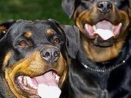 Rottweiler stehen auf der Wiener Kampfhund-Liste Rottweiler stehen auf der Wiener Kampfhund-Liste