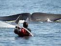 Tierschützer konnten den Wal vorerst befreien
