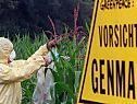 Österreich ist Gegner von Genmais Österreich ist Gegner von Genmais