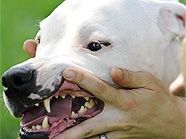 Ein Dogo Argentino während der Hundeführschein-Prüfung. Ein Dogo Argentino während der Hundeführschein-Prüfung.