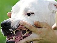 Ein Dogo Argentino während der Hundeführschein-Prüfung.