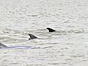 Um die 1.000 Delfine tauchten nahe Skye auf
