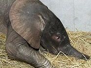 112 Kilogramm ist er schwer, der kleine Elefantenbulle in Schönbrunn 112 Kilogramm ist er schwer, der kleine Elefantenbulle in Schönbrunn